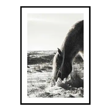 Poster Gallerix Winter Horse