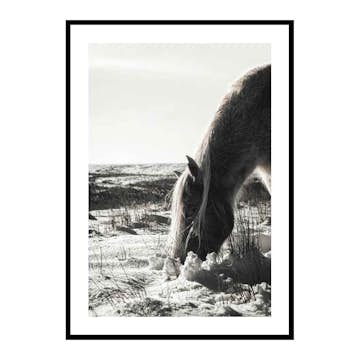 Poster Gallerix Winter Horse