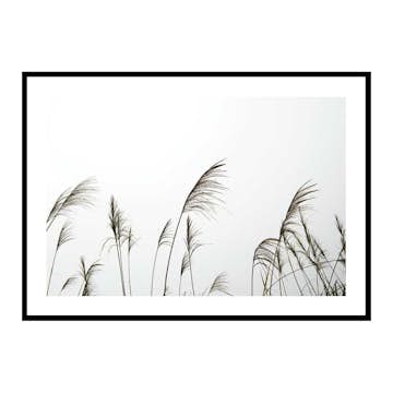 Poster Gallerix Reed Flowers