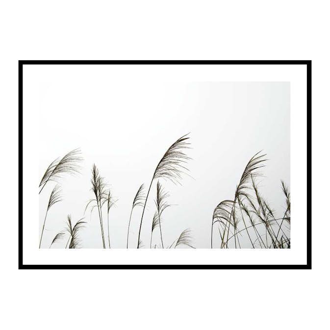 Poster Gallerix Reed Flowers