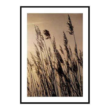 Poster Gallerix Swaying Reed