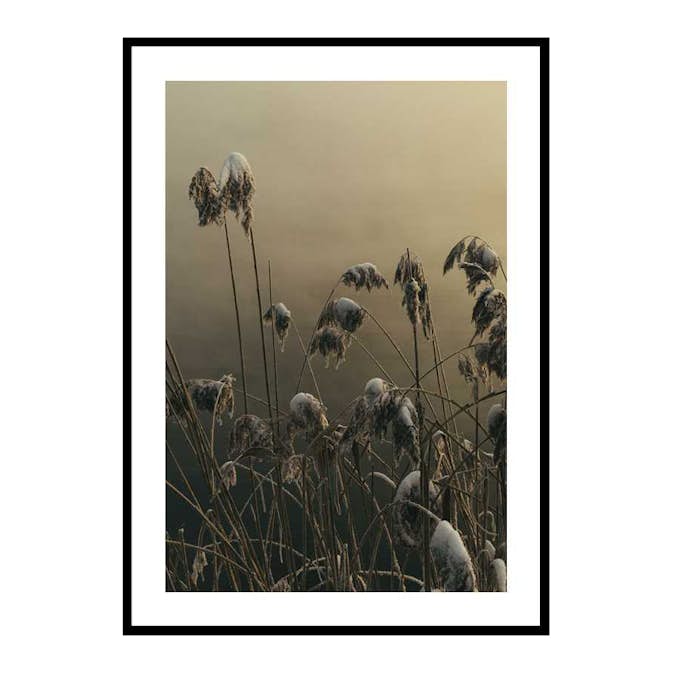 Poster Gallerix Winter Reed No1
