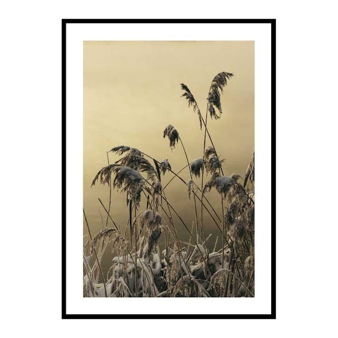 Poster Gallerix Winter Reed No2