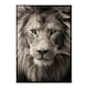 Poster Gallerix African Lion