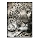 Poster Gallerix Leopard