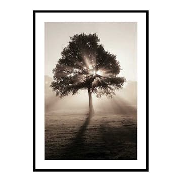 Poster Gallerix Tree In Sunrise