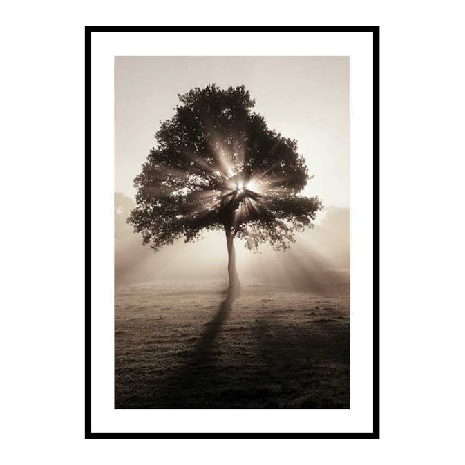 Poster Gallerix Tree In Sunrise