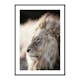 Poster Gallerix Male African Lion