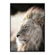 Poster Gallerix Male African Lion