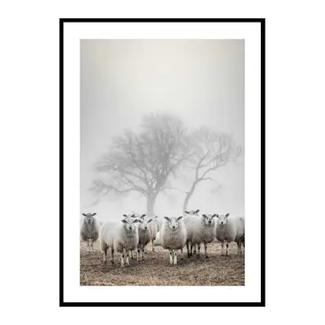 Poster Gallerix Sheep In Fog