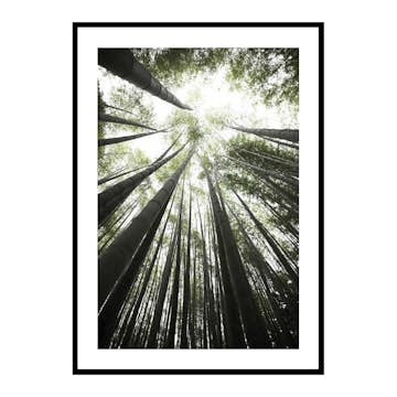Poster Gallerix Bamboo Forest