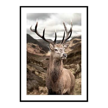 Poster Gallerix Deer In Mountain Landscape