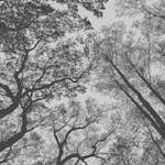 Tapet Living walls The Wall 38240-1