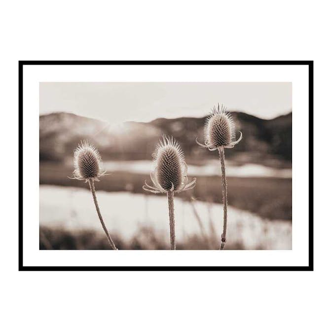 Poster Gallerix Flowers In Meadow