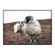 Poster Gallerix Farm Sheep