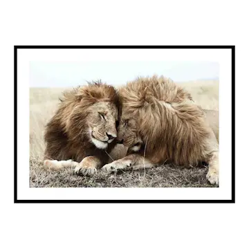 Poster Gallerix Lion Bothers