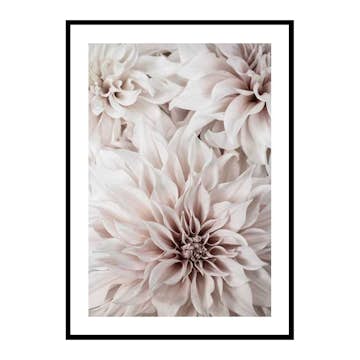 Poster Gallerix Pink Shaded Flowers