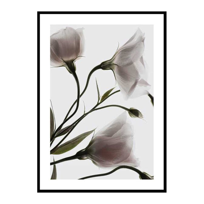 Poster Gallerix Three White Flowers