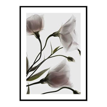Poster Gallerix Three White Flowers