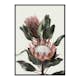 Poster Gallerix Protea Flowers