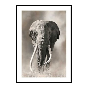 Poster Gallerix Elephant Tusks