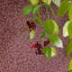 Tapet Eijffinger Carmen 392543