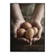 Poster Gallerix Free Range Eggs