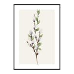 Poster Gallerix Willow Branches