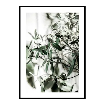 Poster Gallerix Olive Tree