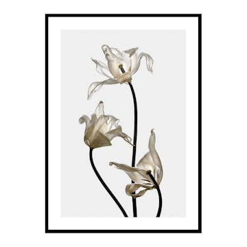 Poster Gallerix Tulips