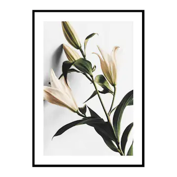 Poster Gallerix Lilies