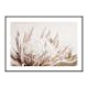 Poster Gallerix Protea Flower No1