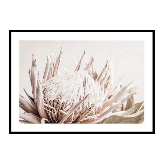 Poster Gallerix Protea Flower No1