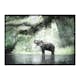 Poster Gallerix Elephant In Sunlight