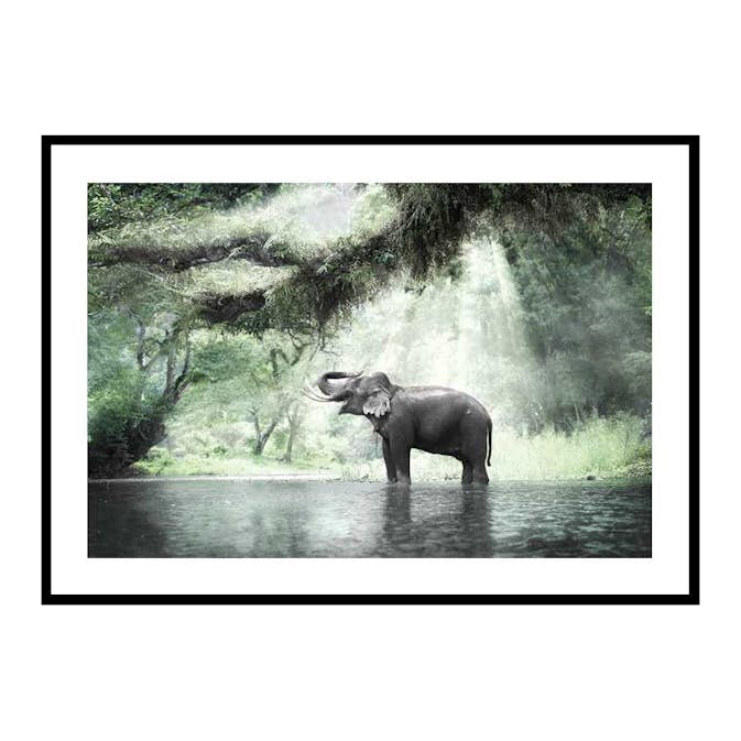 Poster Gallerix Elephant In Sunlight