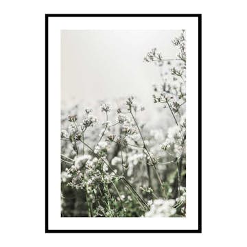 Poster Gallerix White Flowers In Spring
