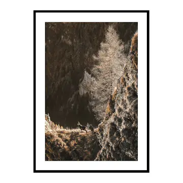 Poster Gallerix Autumn In The Forest