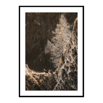 Poster Gallerix Autumn In The Forest