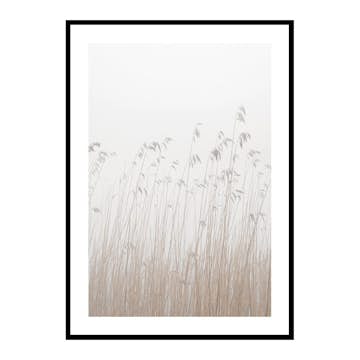 Poster Gallerix Grass In Fog