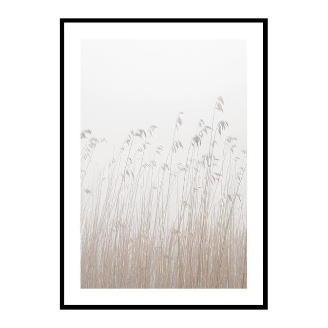 Poster Gallerix Grass In Fog