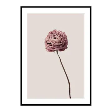 Poster Gallerix Buttercup Flower