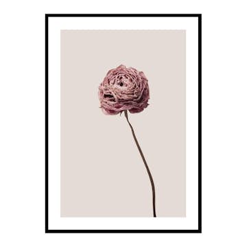 Poster Gallerix Buttercup Flower