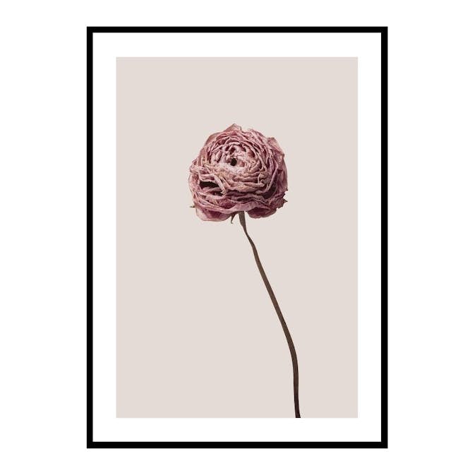Poster Gallerix Buttercup Flower
