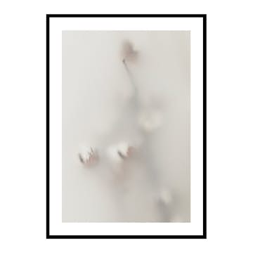 Poster Gallerix Concealed Cotton