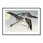 Poster Gallerix Birds At Full Moon By Ohara Koson