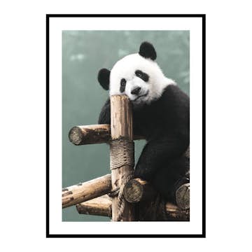 Poster Gallerix Giant Panda Bear