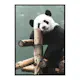 Poster Gallerix Giant Panda Bear