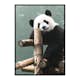 Poster Gallerix Giant Panda Bear