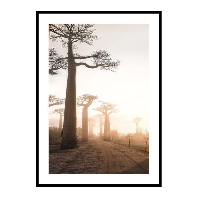 Poster Gallerix Baobab Trees In Madagascar