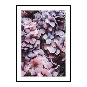Poster Gallerix Pink Hydrangea
